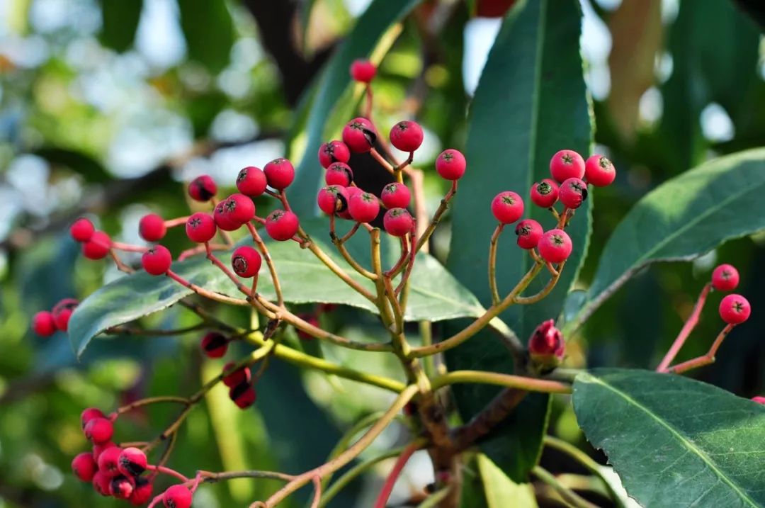石楠树上花纷纷，路上行*欲人**断魂