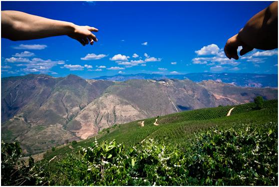 拼多多果园扶贫,拼多多农产品扶贫政策