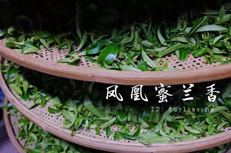 凤凰单丛茶水仙,凤凰单枞与凤凰单丛是两种茶吗