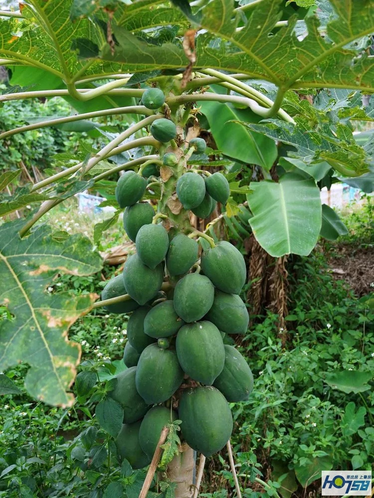 行摄肇庆·美丽砚洲岛——最接地气的生活记录，真实的力量打动人心