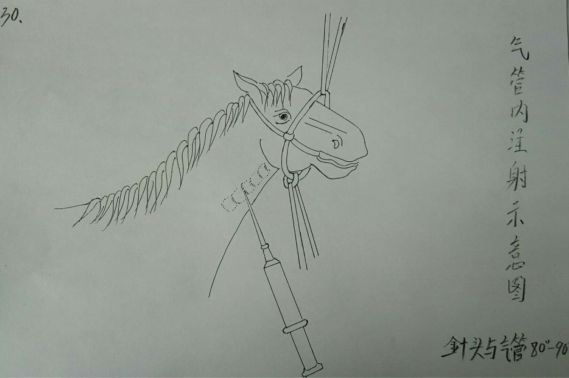 兽医解剖手绘图,兽医画像