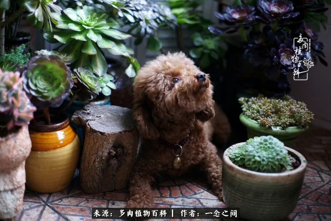 天敌Or天使：多肉与萌宠共处一室，究竟是谁的幸与不幸?