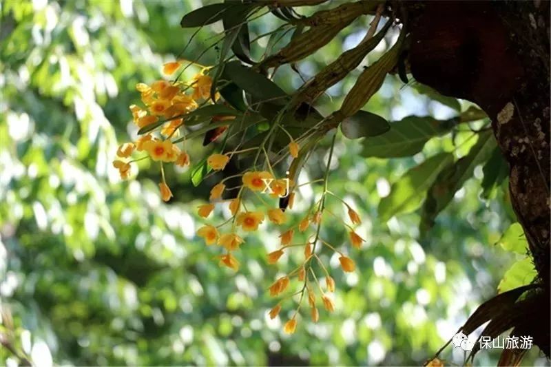 石斛花开等你来,石斛花开惊艳了时光