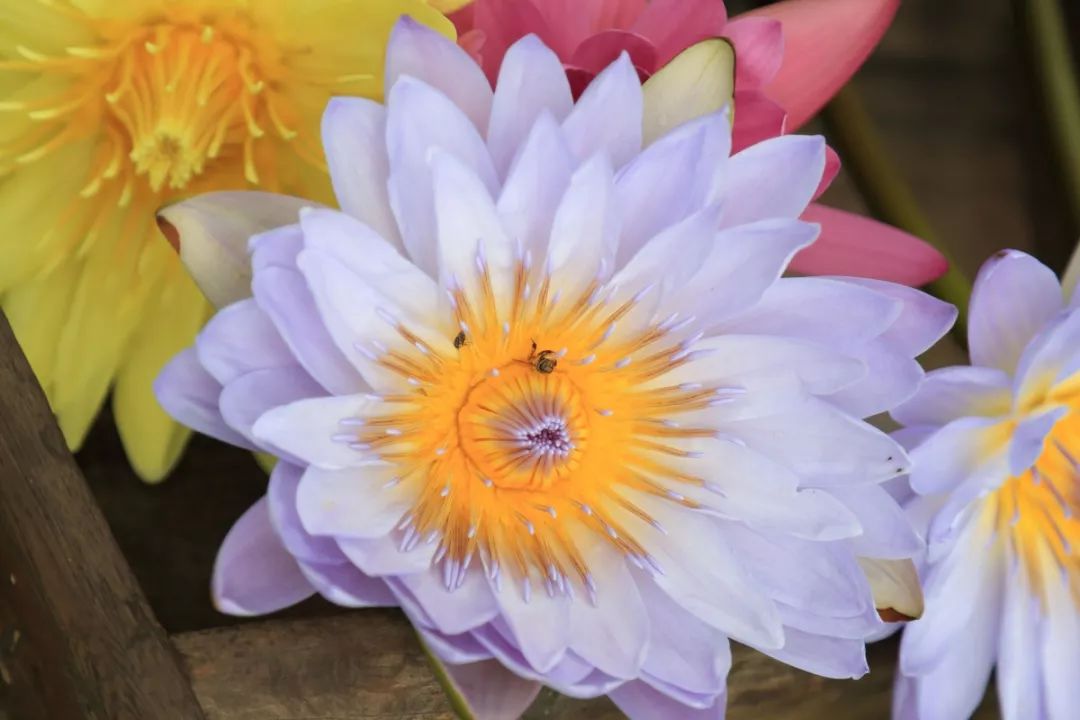 斗门为什么叫斗门,外地人眼中的斗门