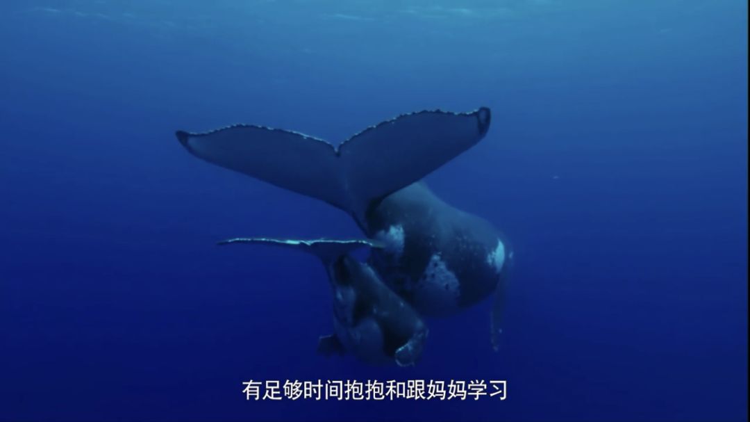 100个早教资源合集,儿童早教外教动画推荐