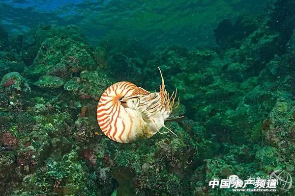 章鱼鱿鱼墨鱼乌贼区别,如何区分章鱼墨鱼鱿鱼