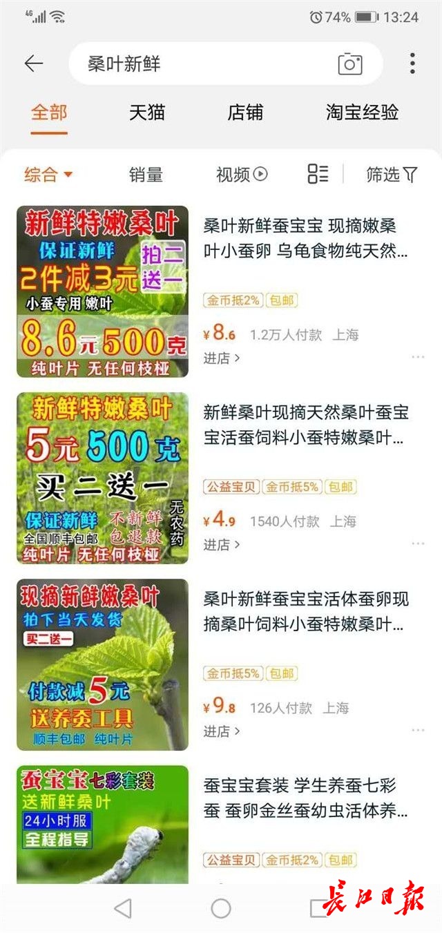 找不到桑叶,蚕宝宝为什么能找到新鲜桑叶