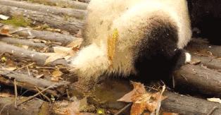 熊猫萌啦,熊猫萌