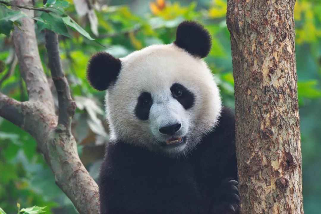 熊猫萌啦,熊猫萌