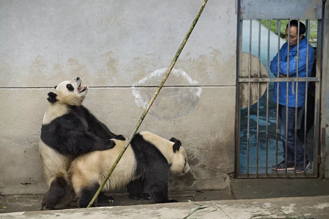 熊猫萌,熊猫萌啦