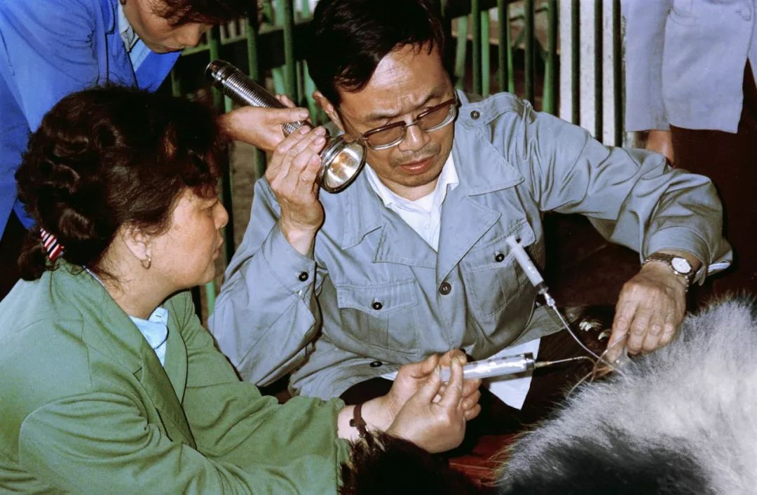 熊猫萌,熊猫萌啦