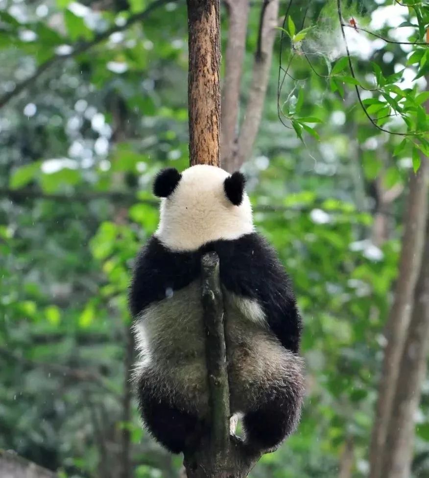 熊猫萌啦,熊猫萌