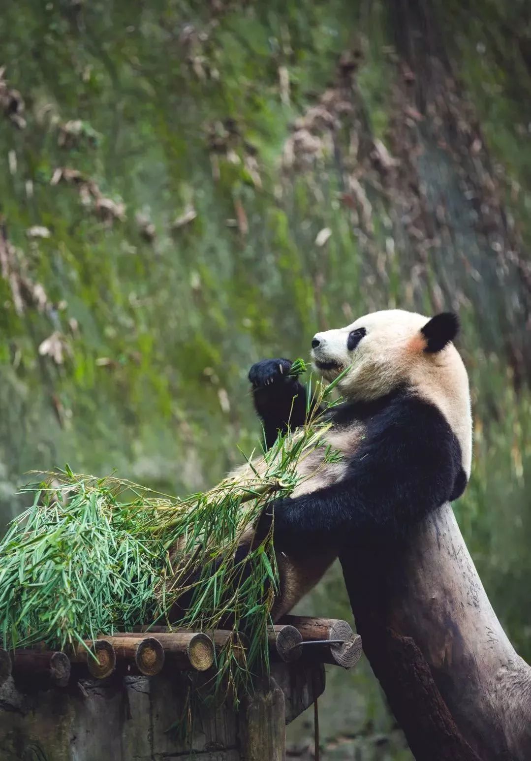 【荐读】熊猫:萌啥子哟,我是要雄起!