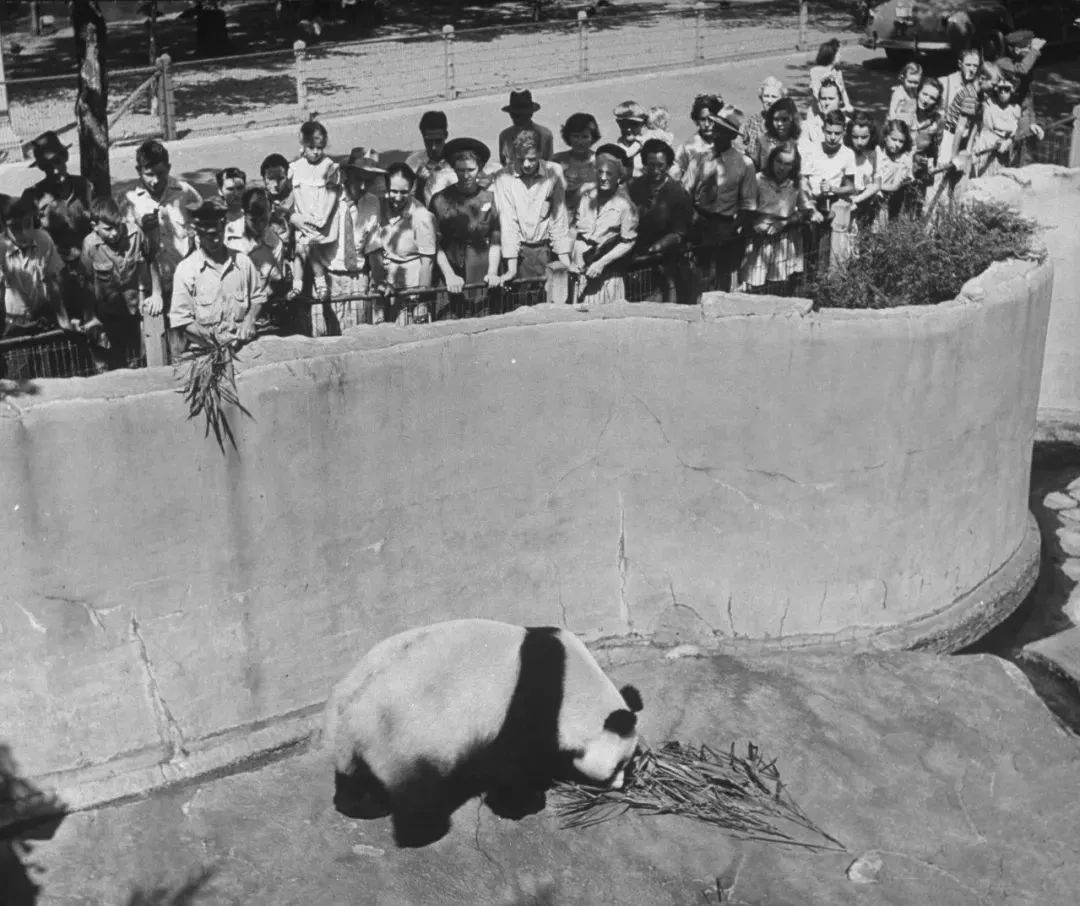 【荐读】熊猫:萌啥子哟,我是要雄起!