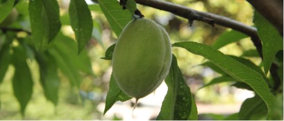 桃树灰霉病需要清理什么,桃树灰霉病在叶片上有什么症状