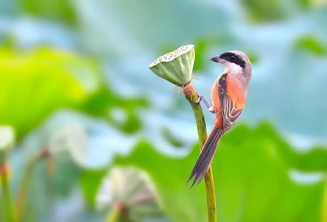 陈忠实的初夏,陈忠实的中篇小说初夏
