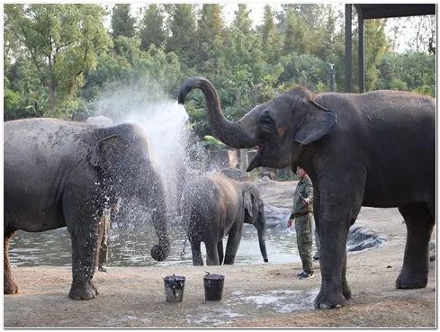 上海野生动物园游览攻略,上海野生动物园的旅游路线示意图