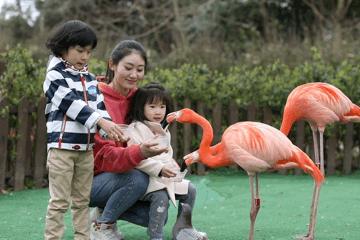 上海野生动物园游览攻略,上海野生动物园的旅游路线示意图