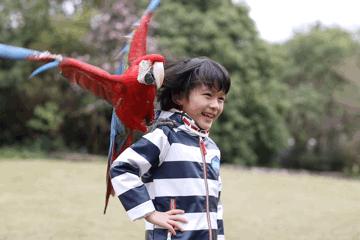 上海野生动物园游览攻略,上海野生动物园的旅游路线示意图