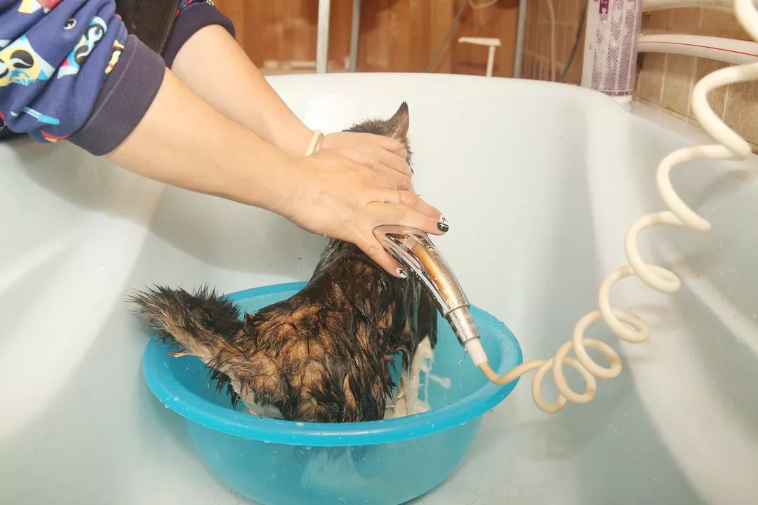 用硫磺皂给猫咪洗澡,猫咪不肯洗澡怎么办