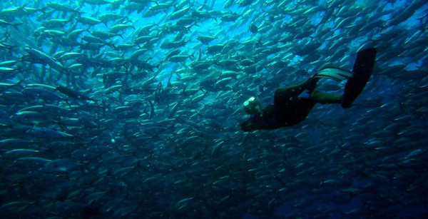 巴厘岛潜水之旅,巴厘岛潜水风景图