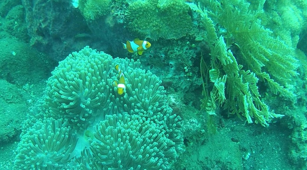 巴厘岛潜水之旅,巴厘岛潜水风景图