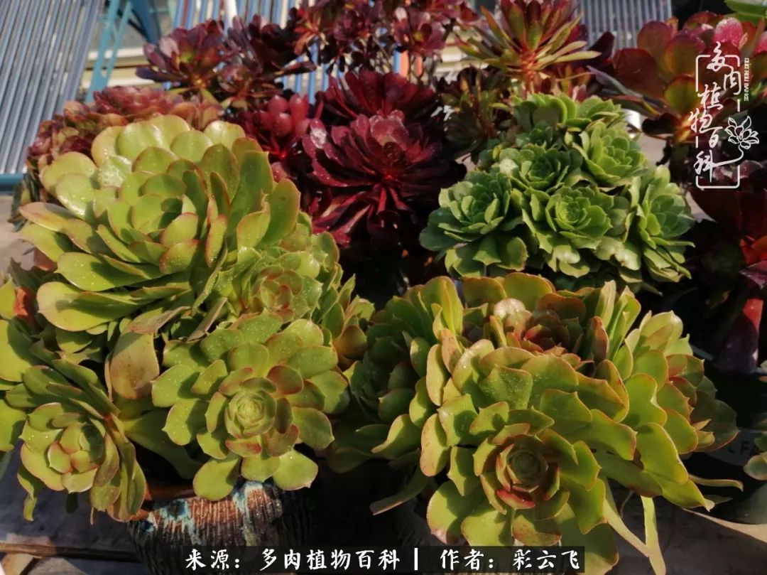 爱春天,爱阳光,爱法师!让我们一起跳法师坑吧!