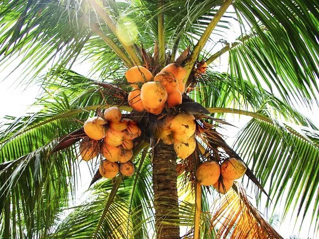 正宗海南椰子汁喝了又白又大,海南椰子的汁怎么做