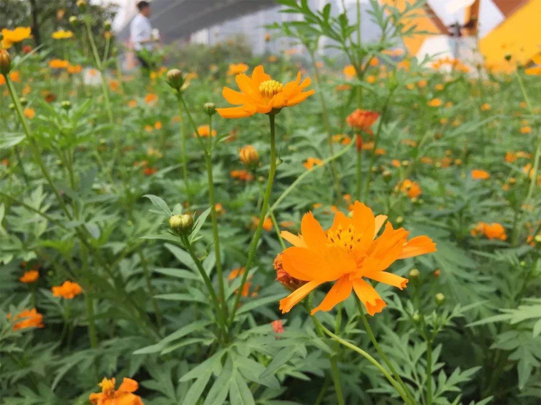 佛山亲子游好去处免门票花海,佛山儿童公园游玩攻略