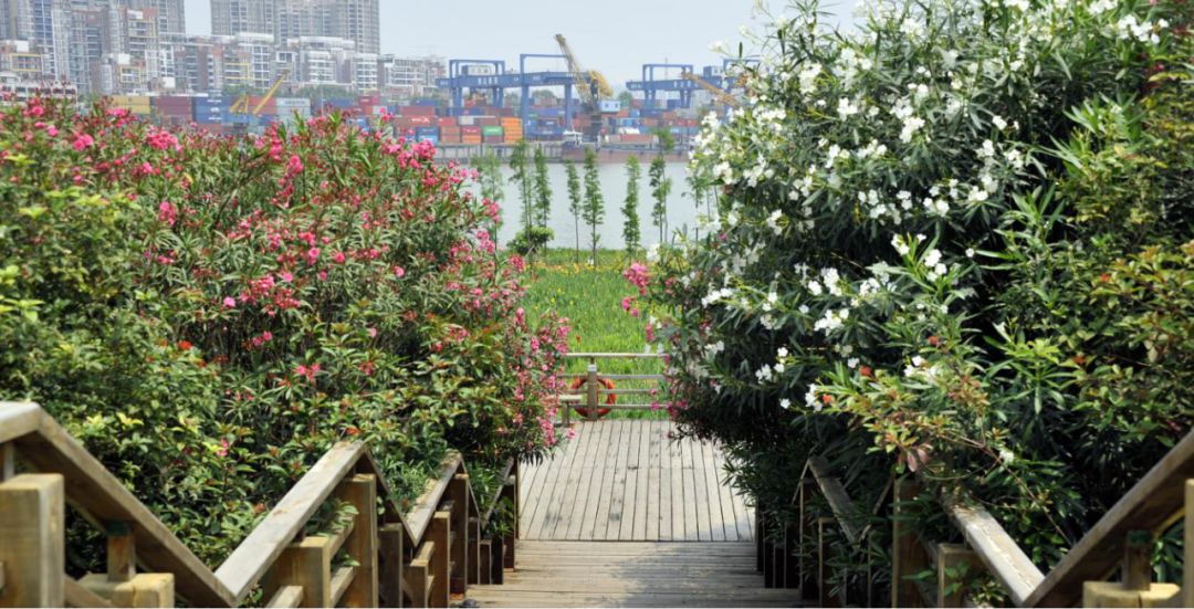 佛山亲子游好去处免门票花海,佛山儿童公园游玩攻略