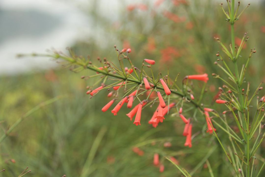 佛山亲子游好去处免门票花海,佛山儿童公园游玩攻略