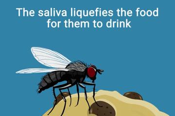 苍蝇落在食物上,小苍蝇飞过的食物还能吃吗