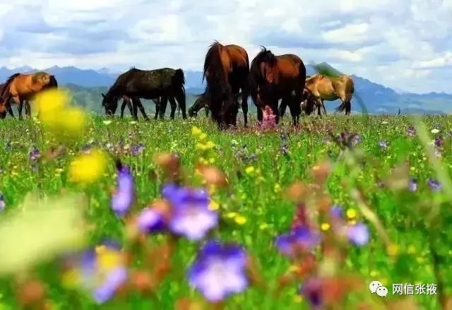 世界第一马场,世界上第一大的马场在哪里呢