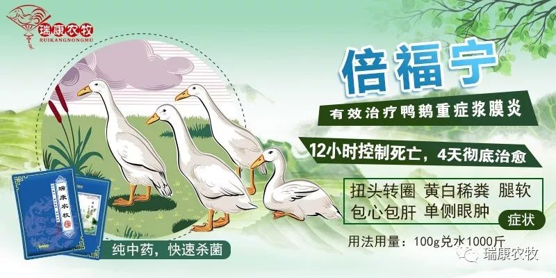 养鹅前景与投资价值,广西养鹅1000只利润和成本