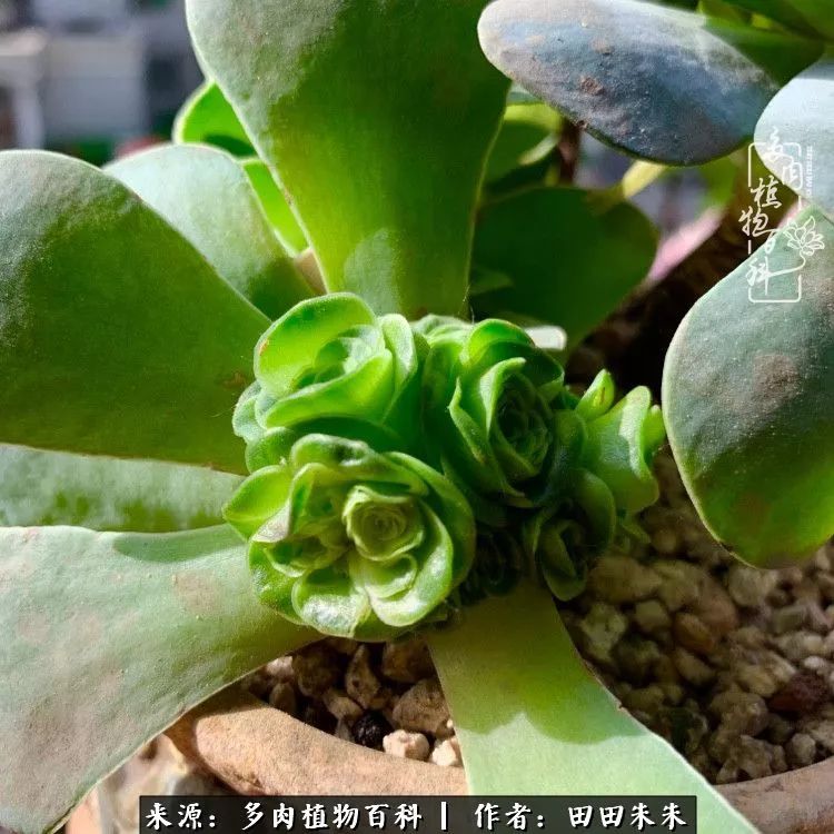 山地玫瑰爆侧芽要怎样养护,适合新手养的山地玫瑰