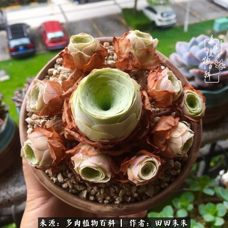 玫小青,7月份了山地玫瑰该怎么养