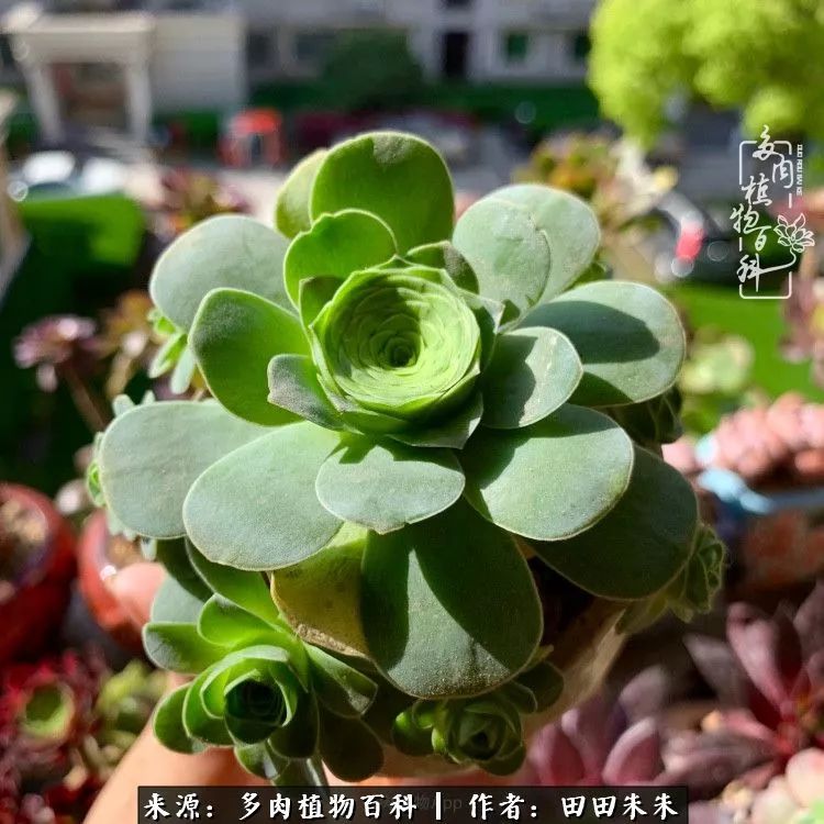 玫小青,7月份了山地玫瑰该怎么养