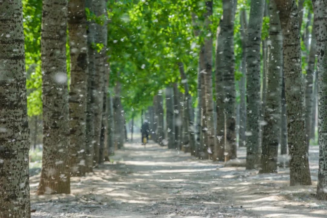 又到了每年的飞絮季节,又到了一年一度的飞絮季