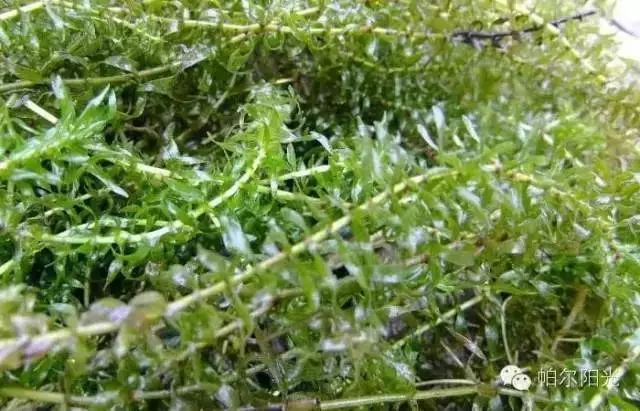 养蟹难吗,养蟹水草