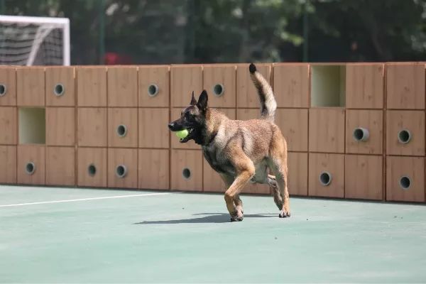 甯﹁柂鎾哥嫍宸ヤ綔鎷涜仒,鎾哥嫍鎷涜仒