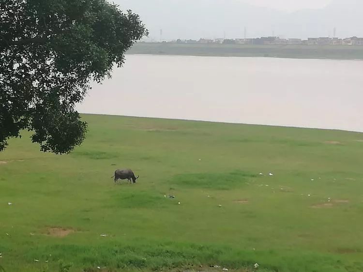 肇庆砚洲岛游记,肇庆自驾一日游砚洲岛