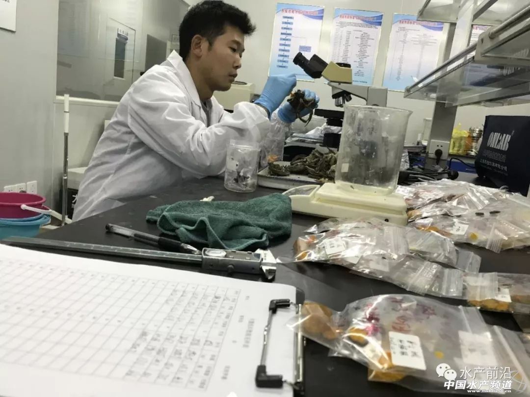 长荡湖大闸蟹养殖,长荡湖一号大闸蟹