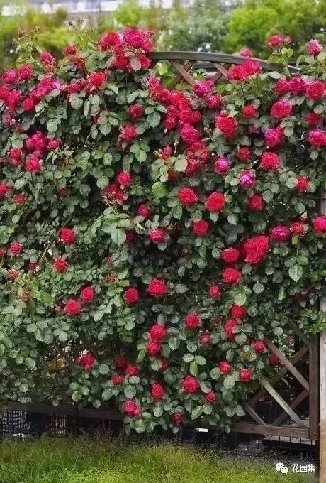 露台如何打造月季花墙,月季花墙图片大全欣赏