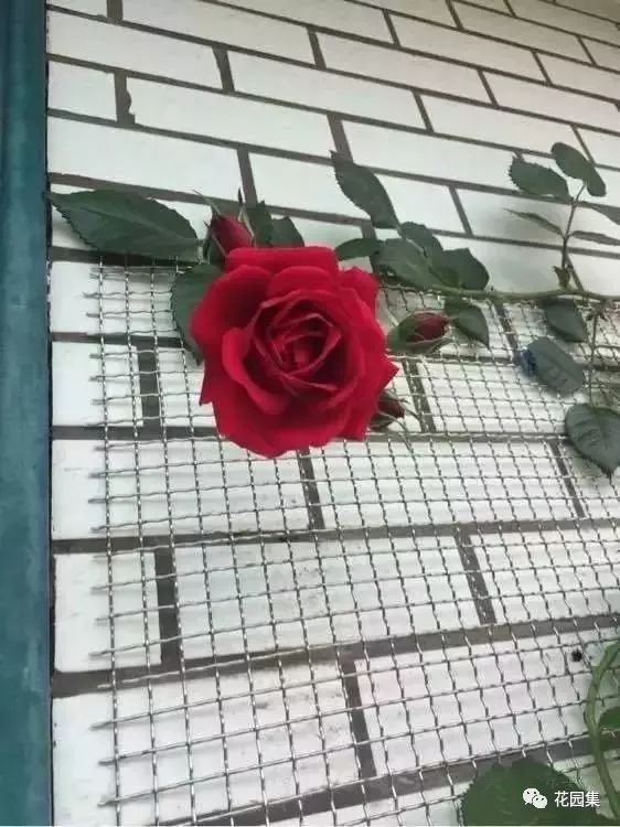 露台如何打造月季花墙,月季花墙图片大全欣赏