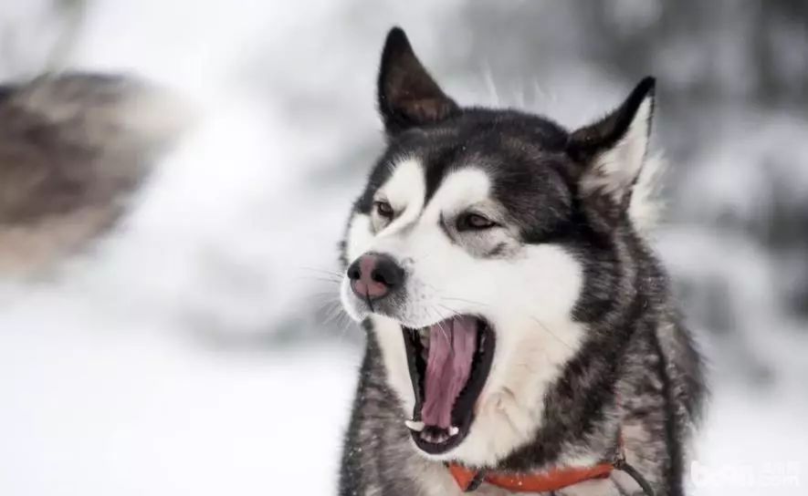 <html>
<head><title>502BadGateway</title></head>
<body>
<center><h1>502BadGateway</h1></center>
<hr><center>nginx</center>
</body>
</html>
<!--apaddingtodisableMSIEandChromefriendlyerrorpage-->
<!--apaddingtodisableMSIEandChromefriendlyerrorpage-->
<!--apaddingtodisableMSIEandChromefriendlyerrorpage-->
<!--apaddingtodisableMSIEandChromefriendlyerrorpage-->
<!--apaddingtodisableMSIEandChromefriendlyerrorpage-->
<!--apaddingtodisableMSIEandChromefriendlyerrorpage-->
