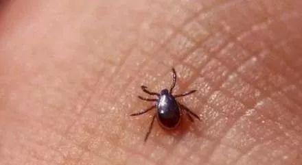 广东下雨后出现的虫子,广东雨后常见的虫子