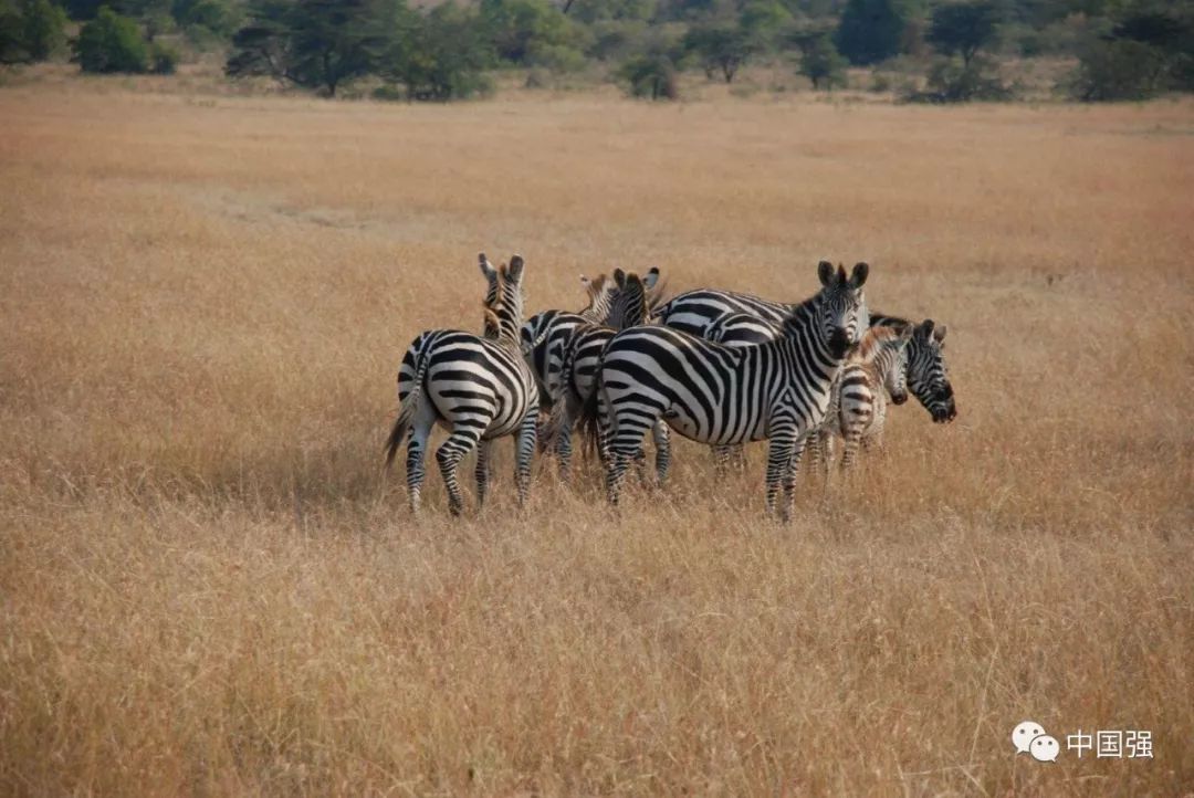 伴随着狂野奢华，用不一样的视角打开动物天堂