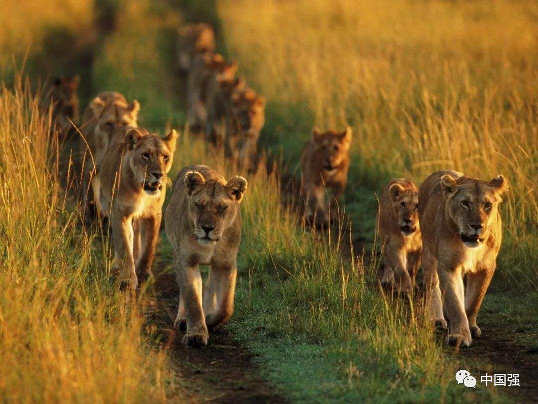 伴随着狂野奢华，用不一样的视角打开动物天堂