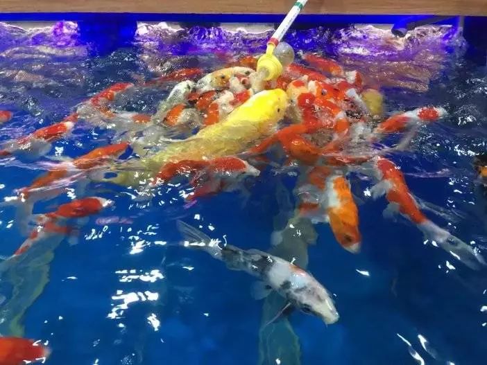 吾悦广场19.9元儿童乐园,吾悦游乐场儿童乐园9.9元