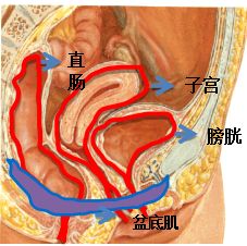 尴尬的社交癌——女性盆底功能障碍性疾病